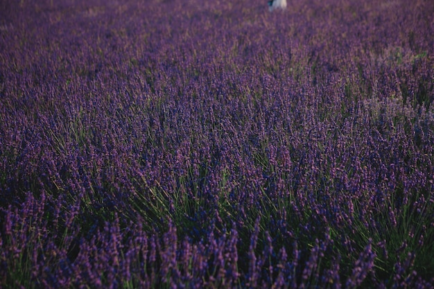 Campo di lavanda vicino