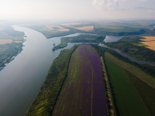 Campo di lavanda viola estivo