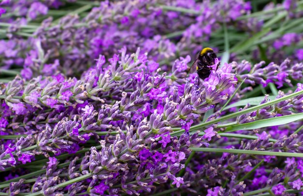 Campo di lavanda viola in fiore durante la fioritura delle api sul fiore di lavanda