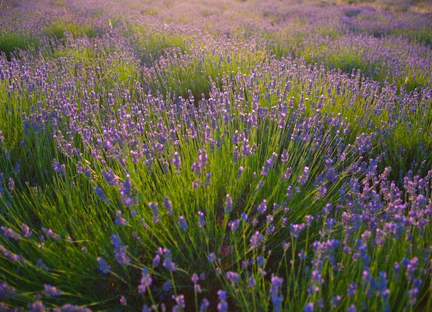 Campo di Lavanda