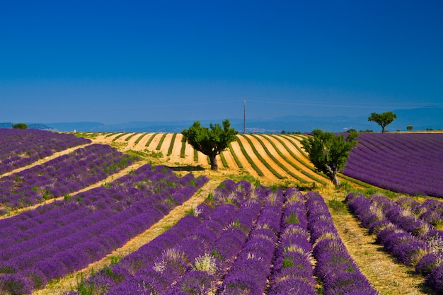 Campo di lavanda