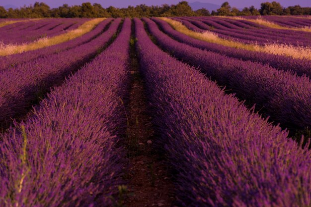 campo di levender fiori aromatici viola vicino a valensole in provenza francia