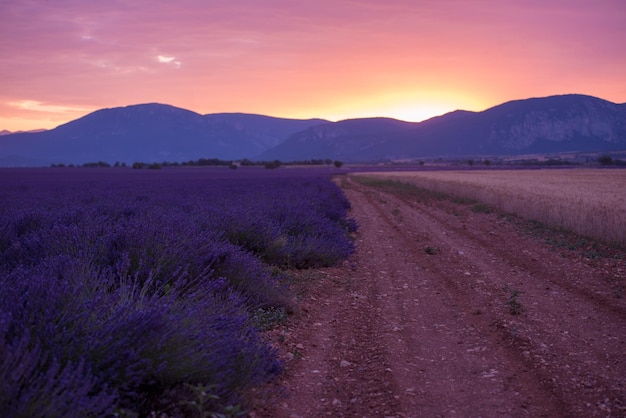 campo di levender fiori aromatici viola vicino a valensole in provenza francia