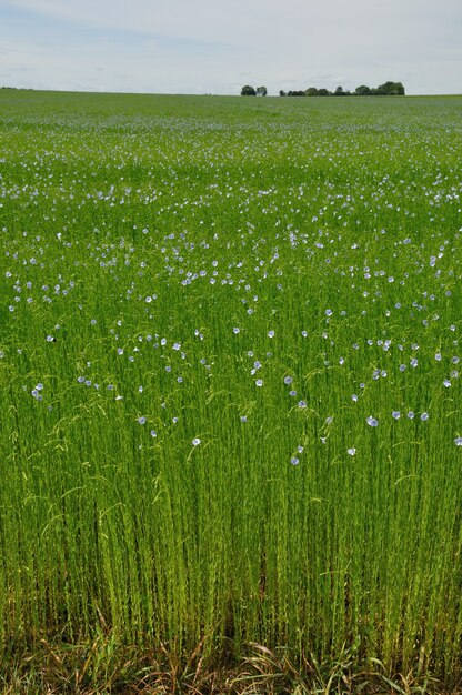 Campo di lino in fiore