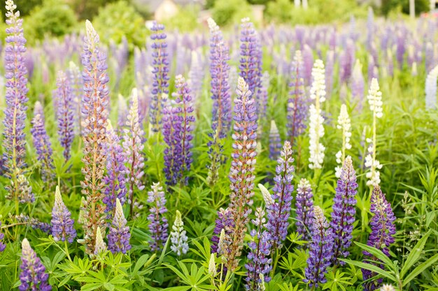 Campo di lupino con fiori rosa viola e blu. Mazzo di priorità bassa del fiore di estate dei lupini. Lupinus.