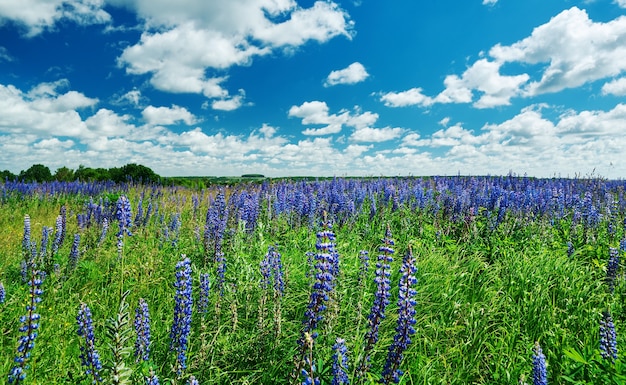 Campo di lupino viola. Smolensk, Russia.