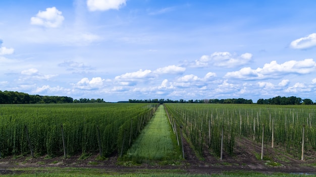 Campo di luppolo in estate. Il luppolo maturo è pronto per la raccolta della vista aerea.