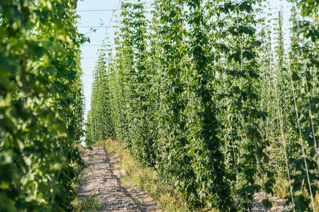 Campo di luppolo verde Industria agricola e concetto di produzione di birra