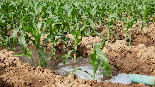 Campo di mais biologico con fogliame verde e steli utilizzato sia per il consumo umano che per l'alimentazione animale