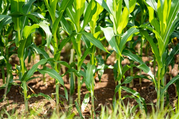 Campo di mais biologico o fattoria campo di grano