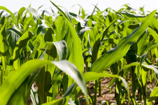 campo di mais dolce in una giornata di sole