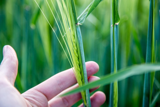 Campo di mais in primavera La mano dell'agricoltore sta toccando spighe di grano verde