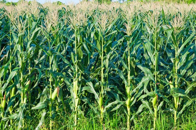 Campo di mais in una giornata limpida Albero di mais a terreni agricoli