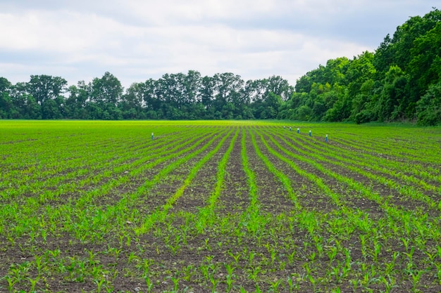 Campo di mais Paesaggio del campo di piccoli germogli di mais Cielo nuvoloso e steli di mais sul campo