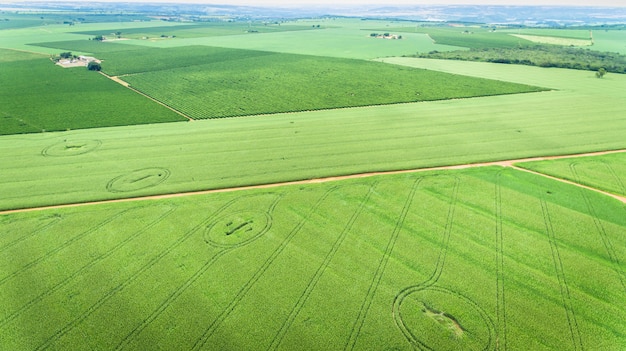 Campo di mais. Veduta aerea, coltivazioni di mais coltivate.