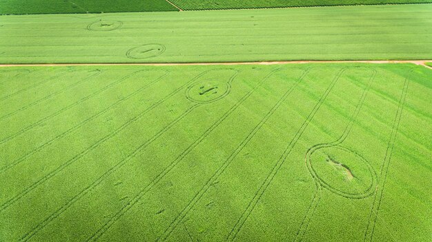 Campo di mais. Veduta aerea, coltivazioni di mais coltivate.