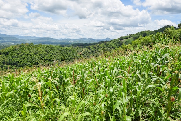 Campo di mais verde in agricoltura piantagione Sfondo asiatico cielo blu