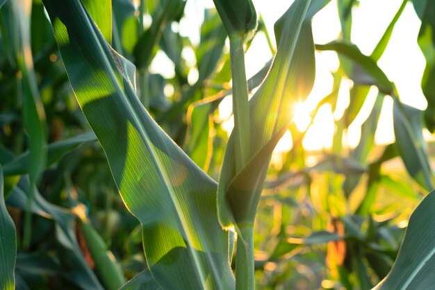 Campo di mais verde su un tramonto da vicino con messa a fuoco selettiva Agricoltura giardinaggio biologico raccolto o concetto di ecologia