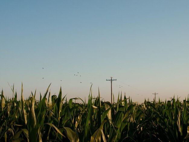 Campo di mais