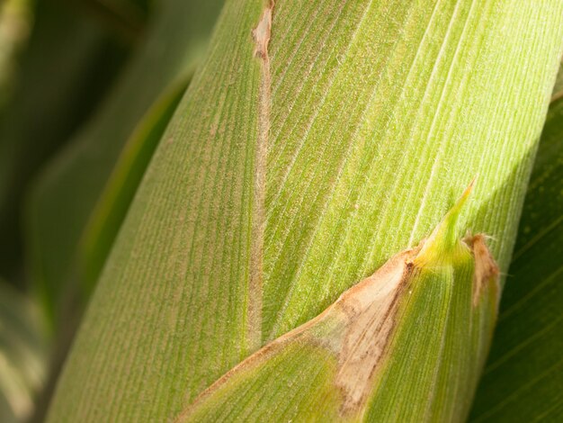 Campo di mais