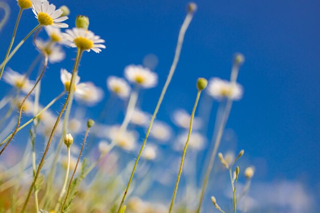 Campo di margherite cielo blu e sole Idilliaco felice natura primo piano rilassanti colori tenui