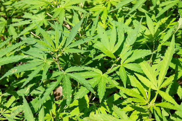 Campo di marijuana verde