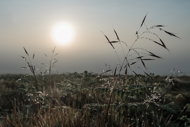 Campo di mattina con gocce sull'erba