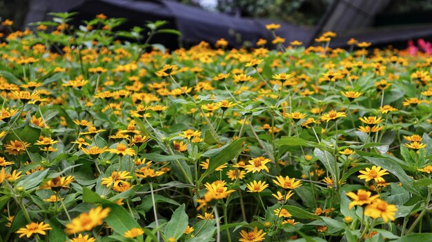 Campo di Melampodium pianta fiore giallo e foglie verdi che fioriscono in giardino