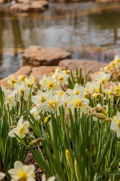 Campo di narcisi gialli o fiori di narciso in piena fioritura con foglie verdi Primavera