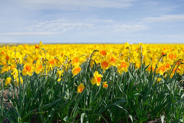 Campo di narcisi in fiore nederlands europa narcisi olandesi narcisi gialli