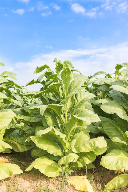 Campo di Nicotiana tabacum