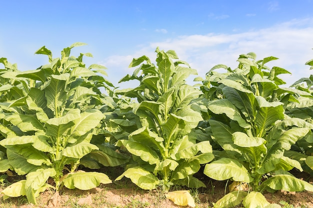 Campo di Nicotiana tabacum