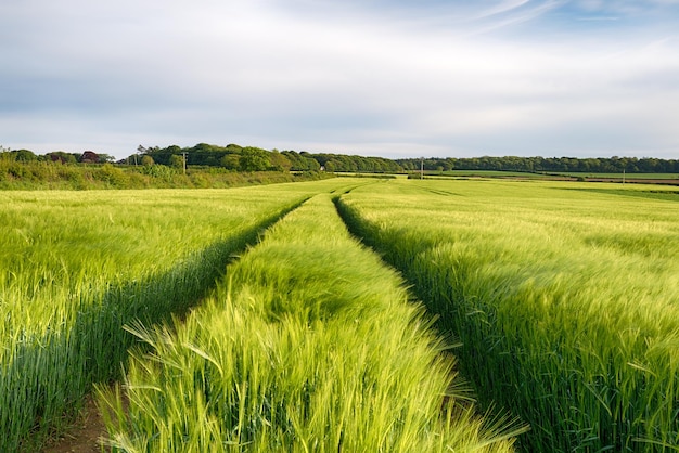 Campo di orzo della Cornovaglia