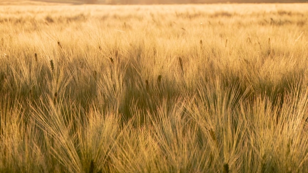 Campo di orzo dorato e cielo al tramonto paesaggio di grano agricolo