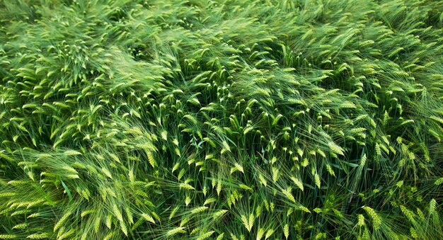 Campo di orzo fresco verde