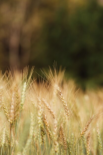 Campo di orzo nel tramonto