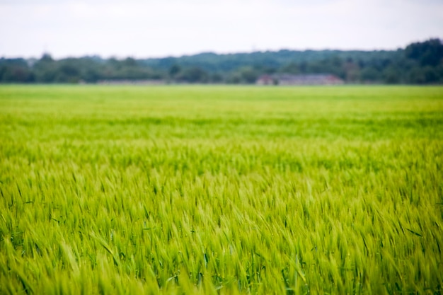 campo di orzo verde immaturo Spighette d'orzo Il campo è l'orzo Paesaggio rurale