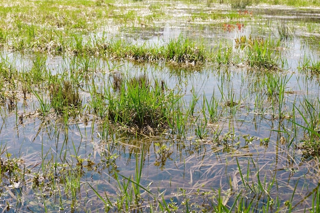 Campo di palude selvaggia con vecchia erba verde secca e fresca all'inizio della primavera Area allagata