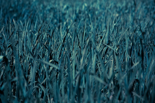 Campo di pane verde. Agricoltura. Giorno d'estate. Natura