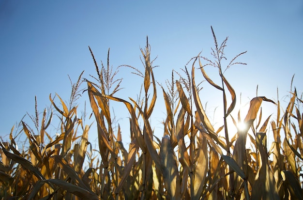 Campo di pannocchia matura gialla di mais dolce. Raccogliere il raccolto di mais nel campo pronto per il raccolto