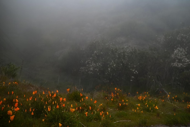 Campo di papaveri californiano nella nebbia con ciliegi selvatici offuscati sullo sfondo del fiore Luce del sole californiana Paesaggio nebbioso Primavera natura paesaggio Papavero d'oro California chiuso fiori gialli arancioni