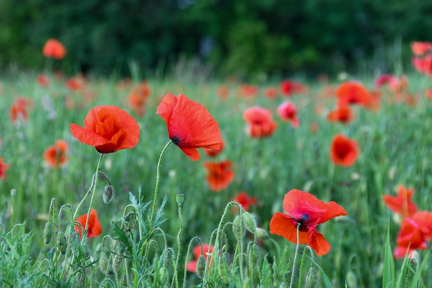 campo di papaveri con fiori rossi