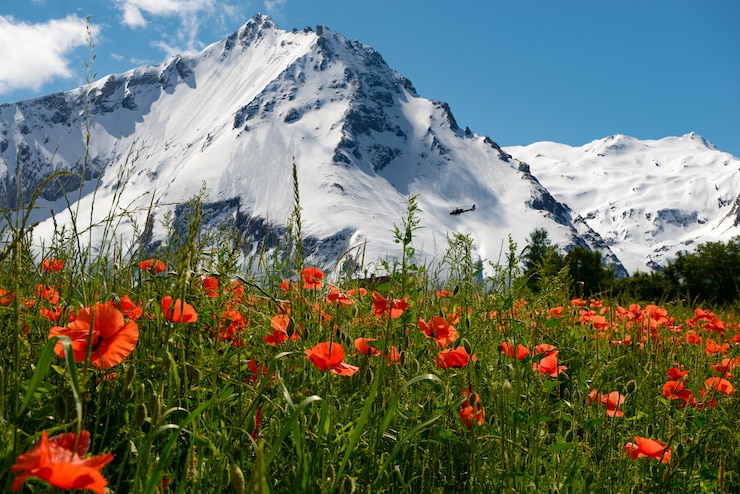 Foto campo di papaveri con montagna