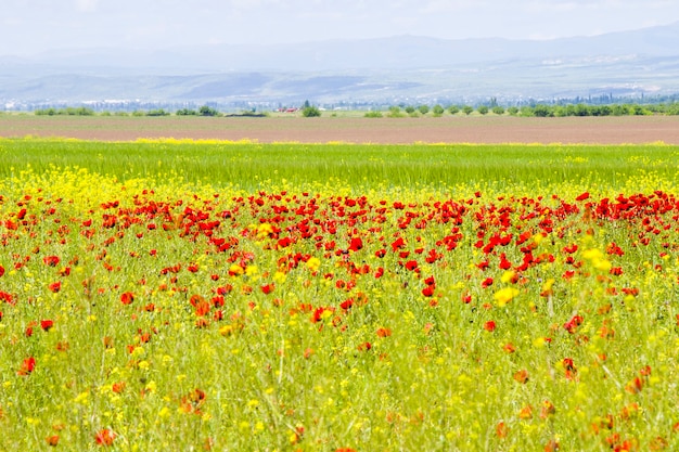 Campo di papaveri e fiori gialli, luce diurna e all'aperto, natura georgiana