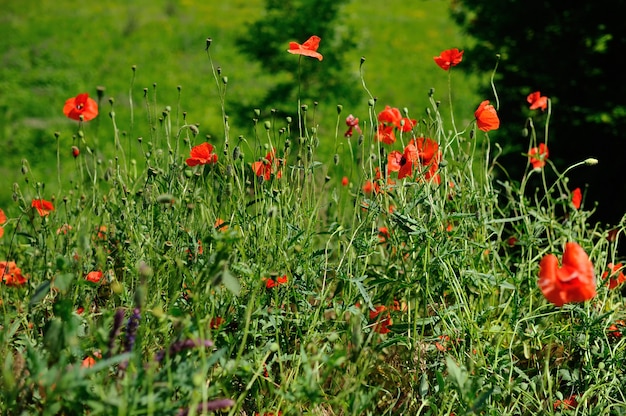 Campo di papaveri estate