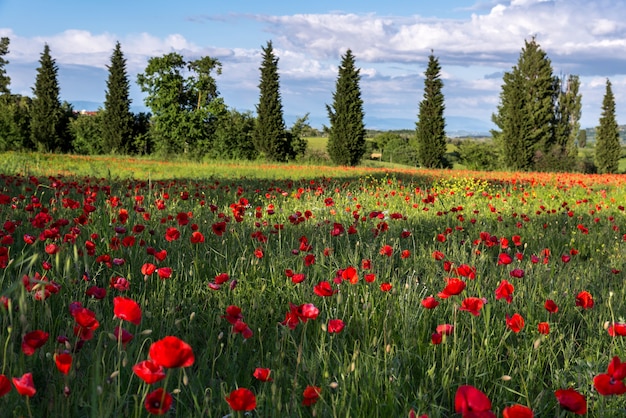 Campo di papaveri in Toscana