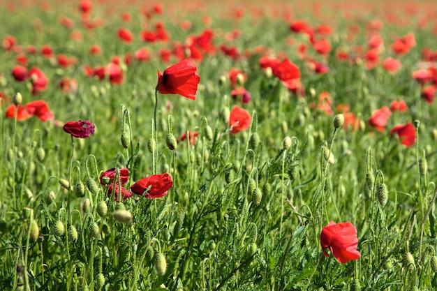 Campo di papaveri nel Sussex