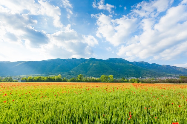 Campo di papaveri rossi con le montagne sullo sfondo. Vita rurale. Paesaggio italiano