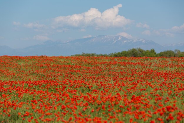 Campo di papaveri rossi