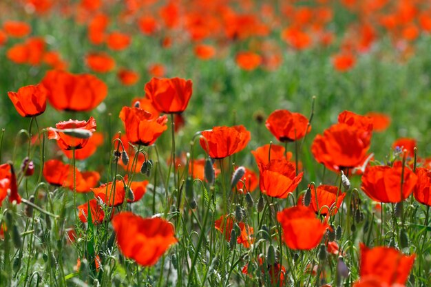 Campo di papaveri. Un bel campo di papaveri in fiore. Natura